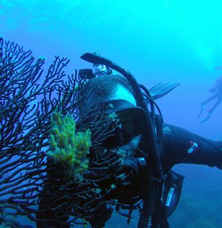 Reef Check and Edison International