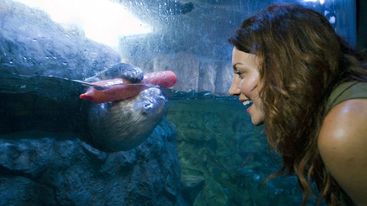Aquarium of the Pacific energy efficiency