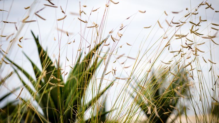 Huntington Beach Drought Tolerant Landscaping Project