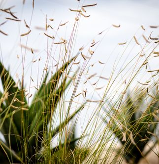 Huntington Beach Drought Tolerant Landscaping Project