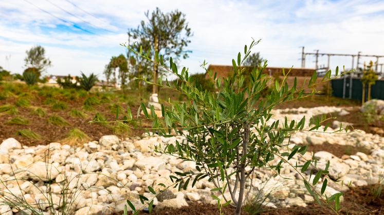 Huntington Beach Drought Tolerant Landscaping Project