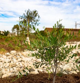 Huntington Beach Drought Tolerant Landscaping Project