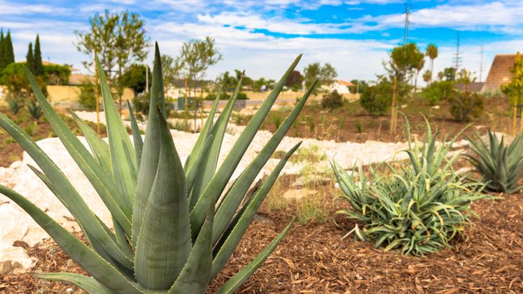 Huntington Beach Drought Tolerant Landscaping Project