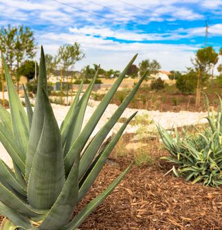Huntington Beach Drought Tolerant Landscaping Project