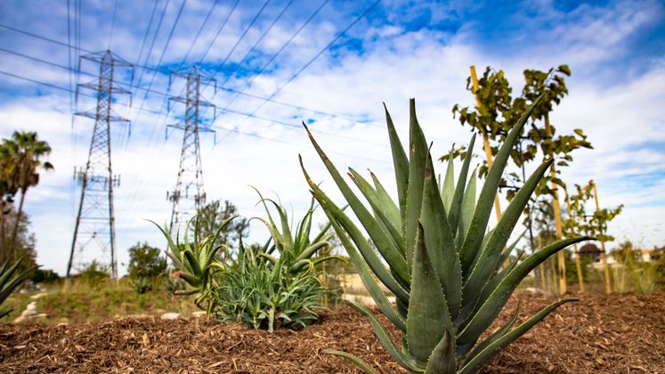 Huntington Beach Drought Tolerant Landscaping Project