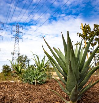 Huntington Beach Drought Tolerant Landscaping Project
