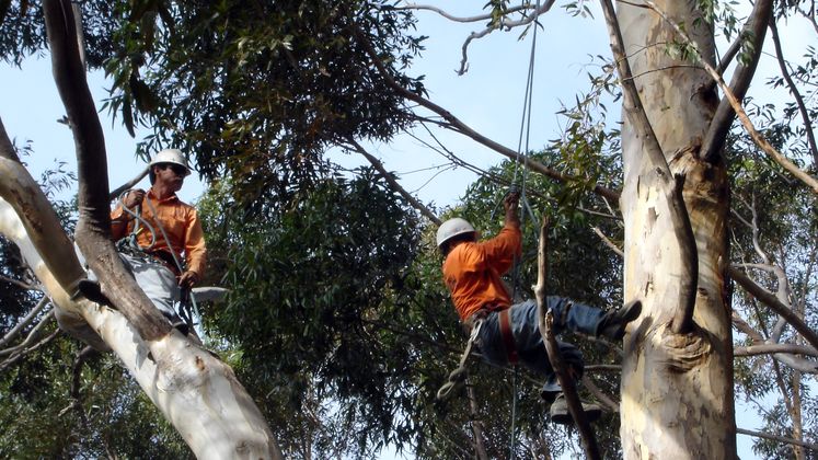 tree trimming