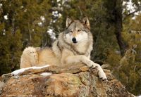 UNM BUGS hosts Wolf Fest 2014