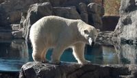 UNM to celebrate staff at Rio Grande Zoo