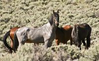 Wild Mustangs focus of summer field course