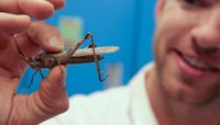 UNM startup to prove it can protect crops from the desert locust 