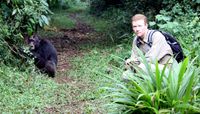 Aggression and death in chimpanzee communities