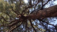 The famous tree at the D.H. Lawrence Ranch