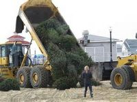 UNM campus community encouraged to recycle Christmas trees