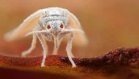 A passion to defeat the whitefly