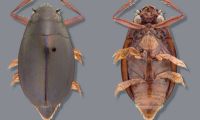 New whirligig beetle species discovered by University of New Mexico Ph.D. student