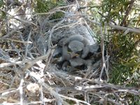Graduate students explore the effect climate change has on local bird populations