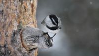 UNM researchers uncover multiple adaptations to temperature in birds and mammals 