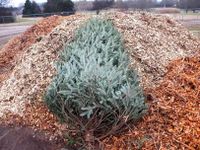 Office of Sustainability offers tips to recycle Christmas trees, lights