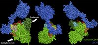 UNM, NIH researchers develop vaccine to treat high cholesterol
