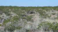 Ecological Science to benefit from UNM data initiative