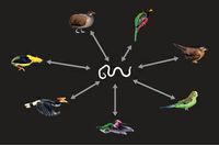 Bird genomes contain ‘fossils’ of parasites that now infect humans