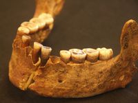 UNM research plays important part in new article in “Nature”