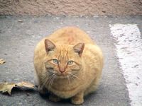 Well-known cat family says goodbye to their fur-miliar home on campus