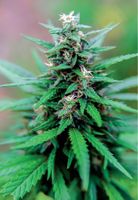 How the Federal Government limits valid scientific research on Cannabis sativa