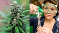 UNM establishes Medical Cannabis Research Fund