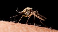 UNM researchers study potential for emergence of mosquito-borne disease