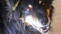 University Libraries support local dog rescue