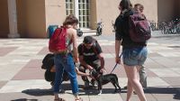 ‘Cuddle a Canine’ back at Zimmerman Library