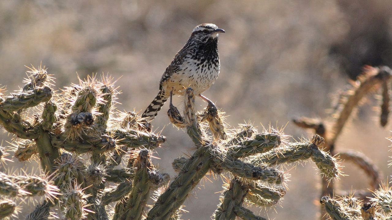 Cactus Wren (Bernalillo County)