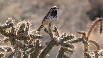 Extreme temperatures threaten desert songbirds with death by dehydration