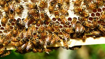 Bee hive found in wall of historic UNM building
