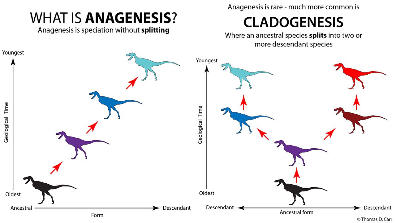 Anagenesis explained