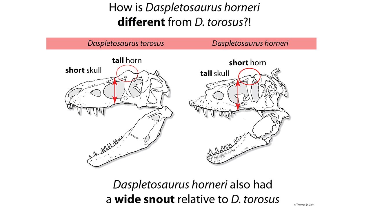 Difference between prehistoric cousins