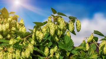 UNM students to explore the ‘World of Beer’