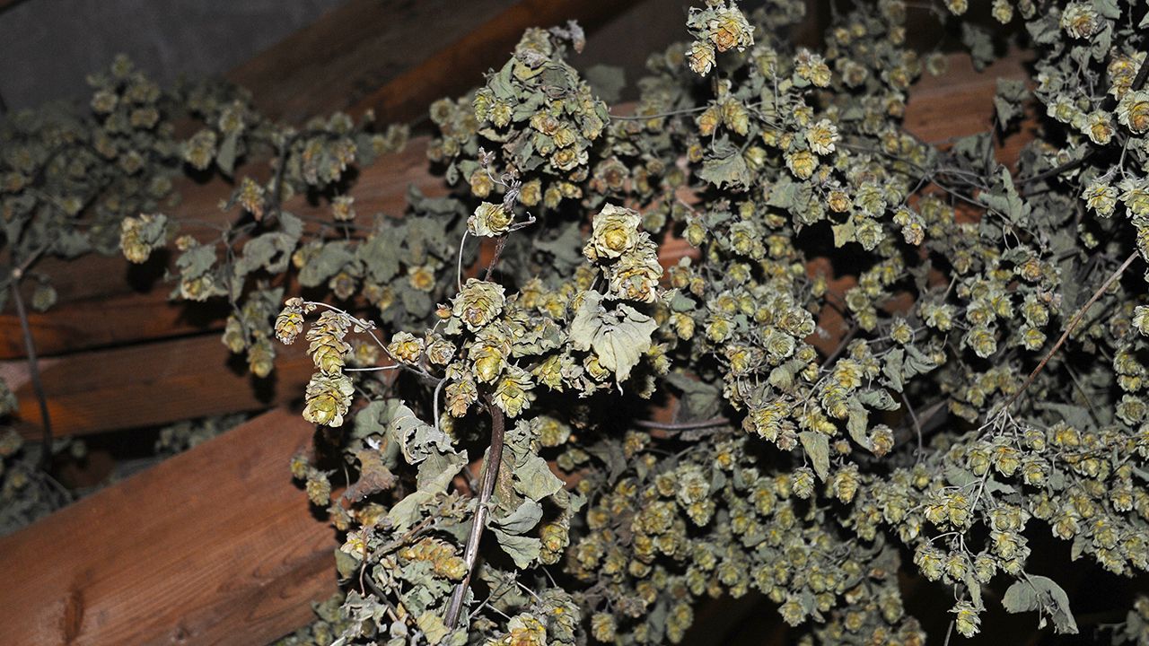 Belgian Hops
