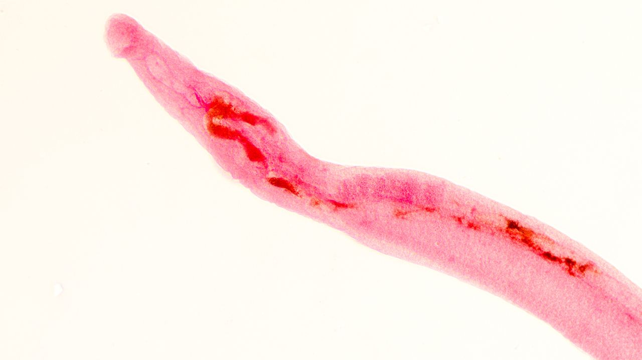 Schistosoma Parasite