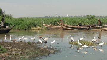 Biology professor receives funding to fight pervasive African parasite