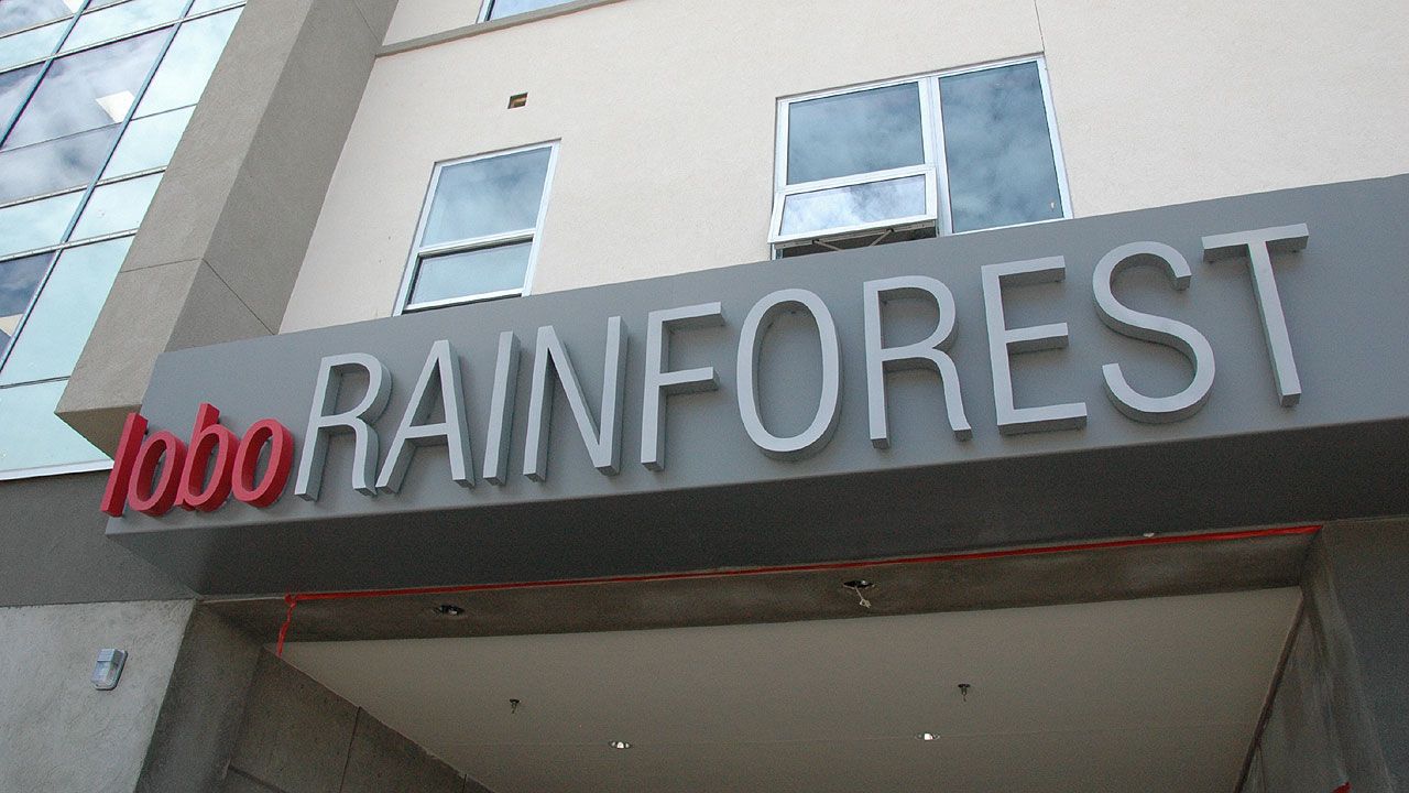 lobo-Rainforest