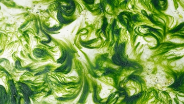 Arsenic and algae: finding sustainable water purification systems