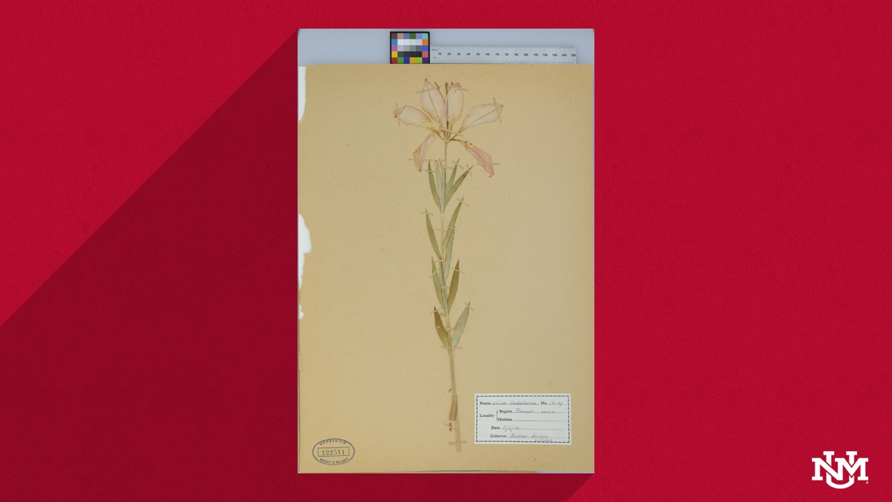 Wood Lily