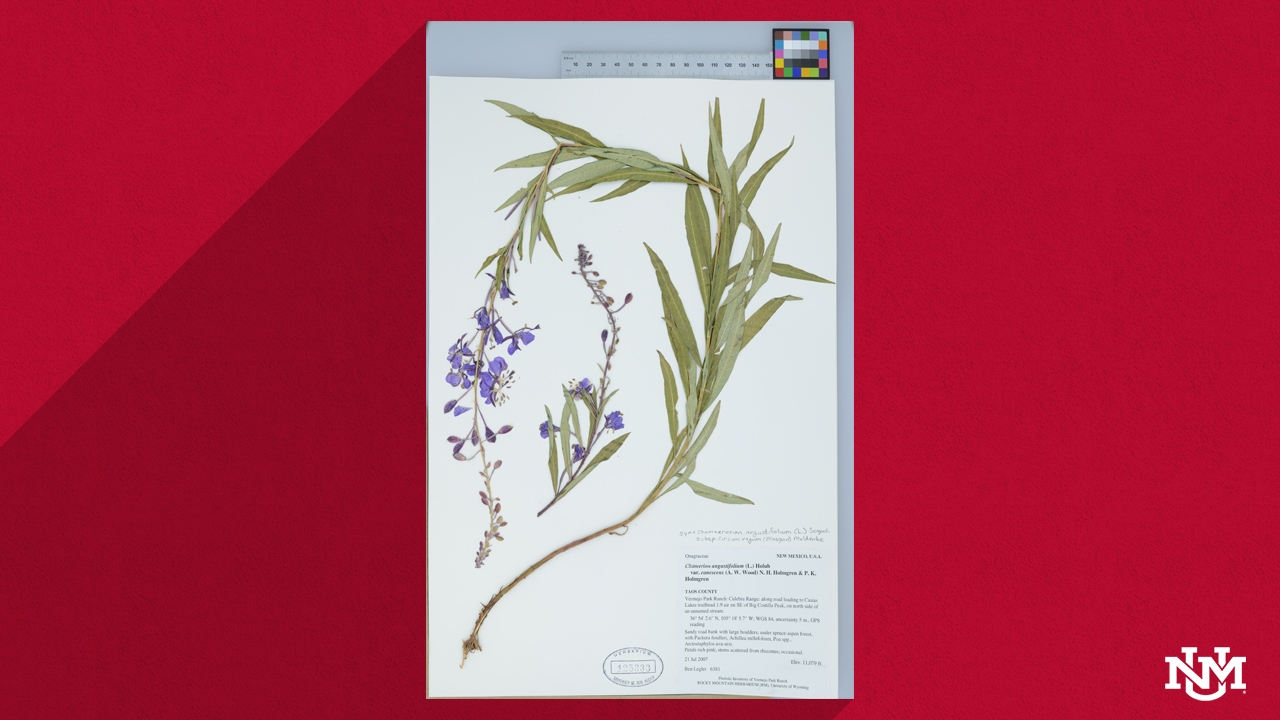 Fireweed Specimen