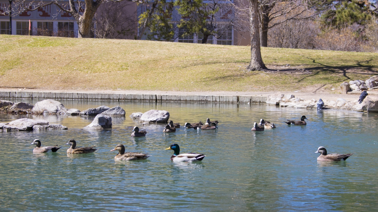 UNM's ducks