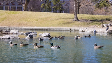 Eco Reps at UNM Residence Life & Student Housing conduct ‘Feed the Ducks’ program