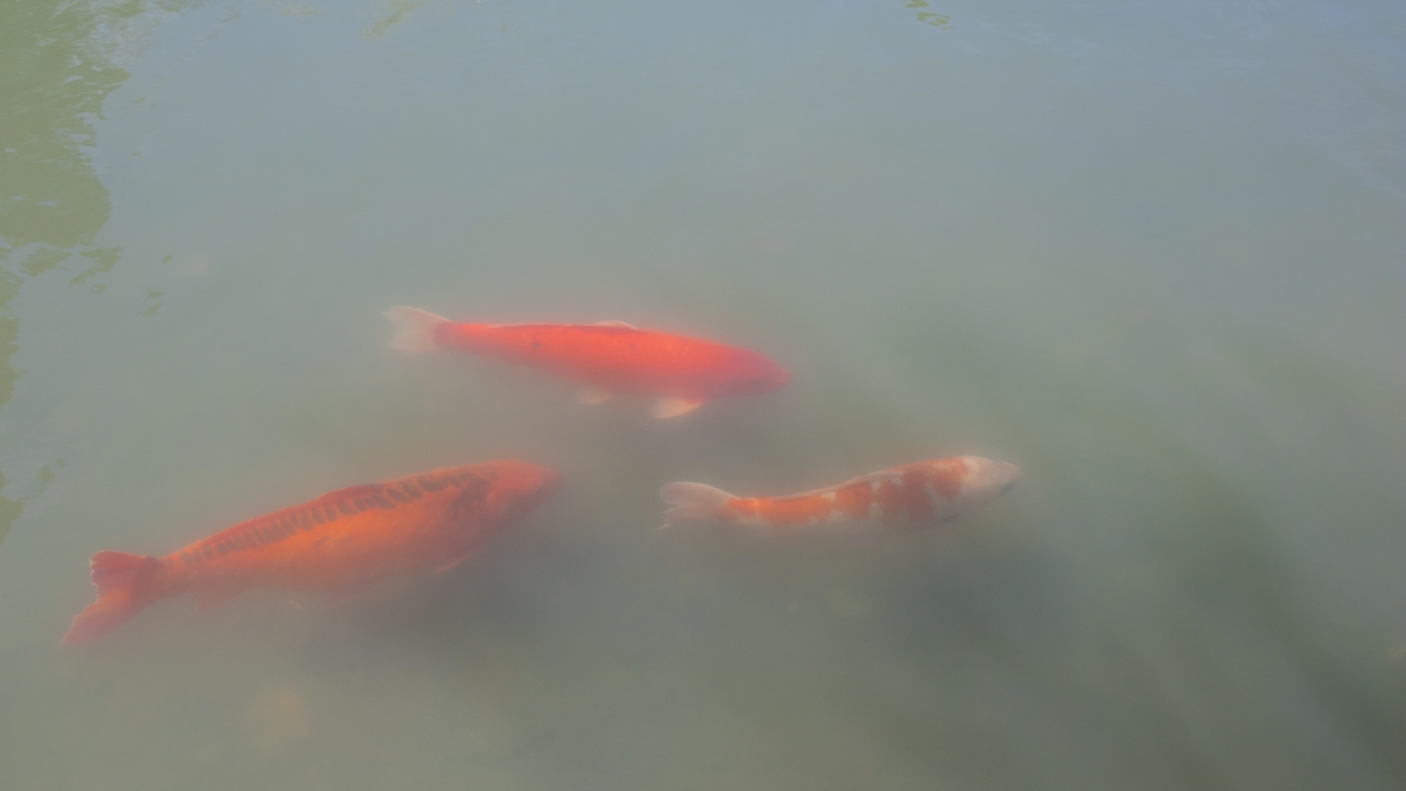 Koi fish