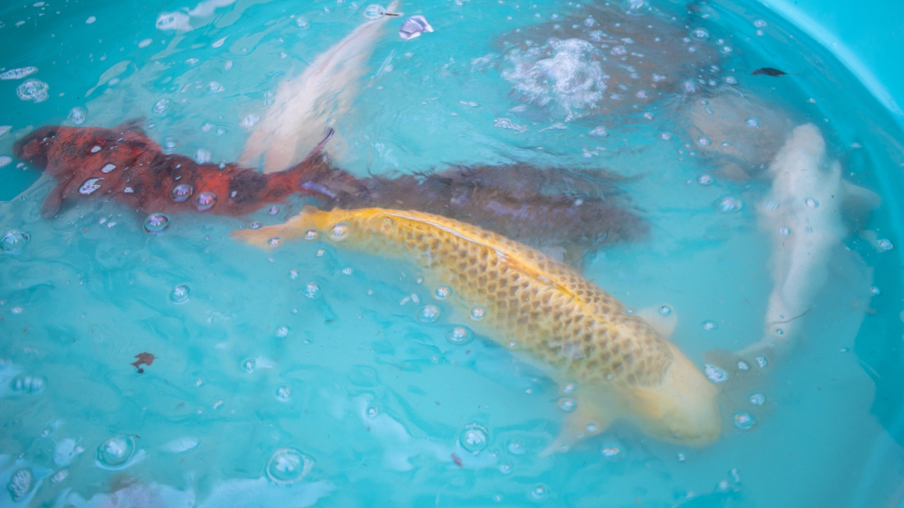 Large koi fish in holding tank
